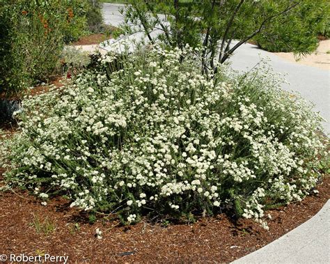 Discover the California Buckwheat Plant's Secrets