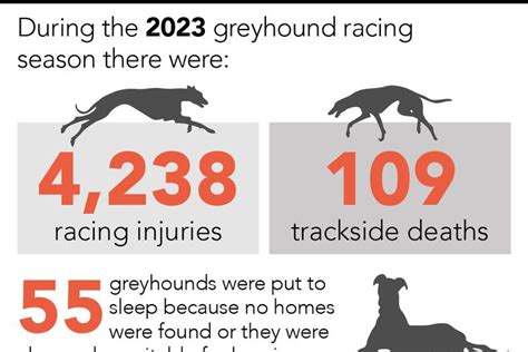 Calls For Greyhound Racing Ban As New Figures Show The Scale Of Deaths And Injuries