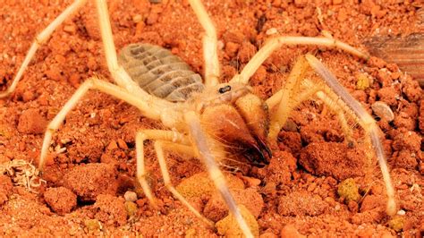 Camel Spider Dbr Yakutia Ru