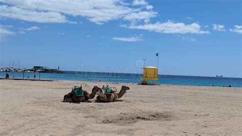 Camels Resting On A Beach In Fuerteventura Unique Coastal Scene Stock
