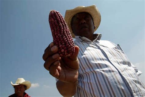 Campaigners Praise Mexican Ban On Genetically Modified Corn Campaigners Praise Mexican Ban On Genetically Modified Corn
