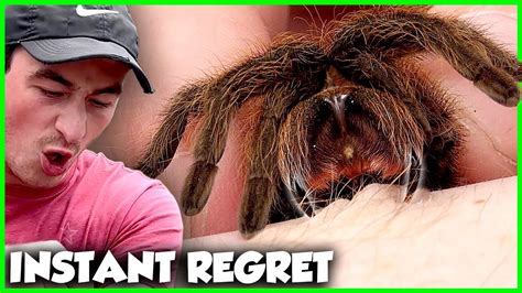 Can A Tarantula Kill You