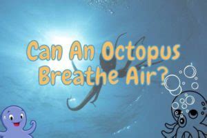 Can An Octopus Breathe Air Answered Outlife Expert Can An Octopus Breathe Air Answered Outlife Expert