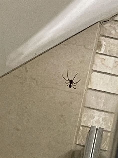 Can Anyone Help Me Figure Out What Type Of Uk House Spider This Is It