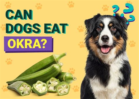 Can Dog Eat Okra Everything About Okra For Dogs Jope