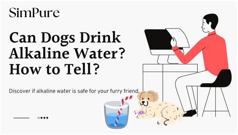 Can Dogs Drink Alkaline Water How To Tell