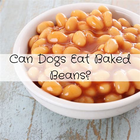 Small Breed Tips: Can Dogs Eat Baked Beans Safely?