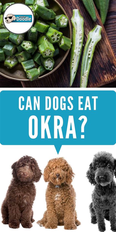 Can Dogs Eat Okra Is Okra Good For Dogs Can Dogs Eat Okra Can