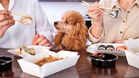 Can Dogs Eat Sushi All About Pets A Blog By Maven