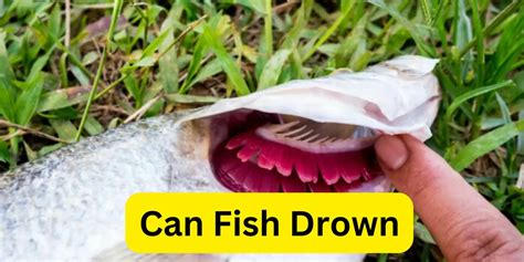 Can Fish Drown In Water Youtube