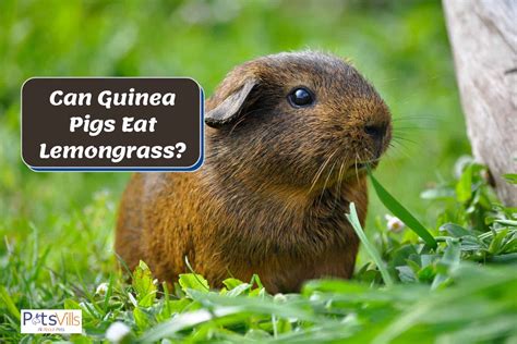 Can Guinea Pigs Eat Lemongrass Vet Advises