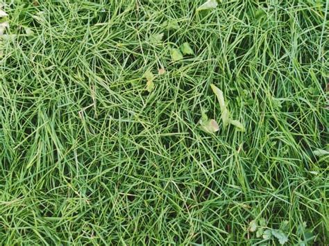 Can I Use Fall Weed And Feed In The Spring Obsessed Lawn Amp Garden Can I Use Fall Weed And Feed In The Spring Obsessed Lawn Amp Garden