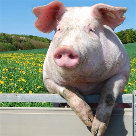 5 Facts On Pig Sweat