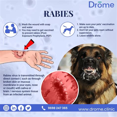 Can Rabies Spread Through Dog Nails Can Rabies Spread Through Dog Nails