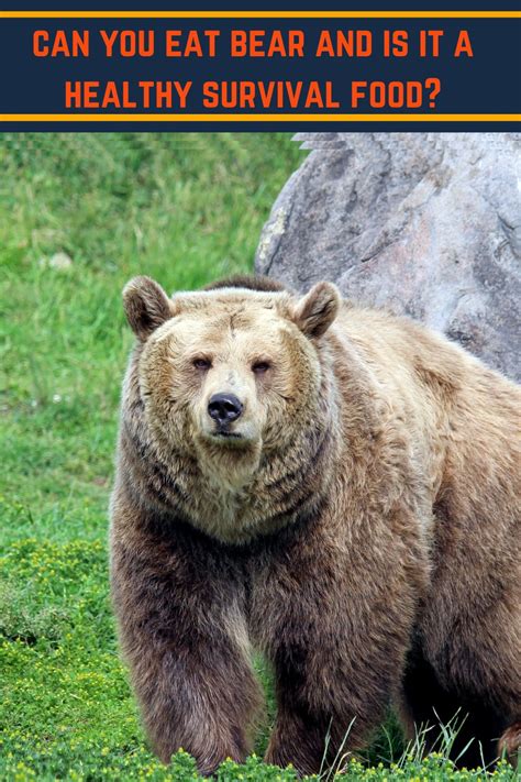 Can You Eat Bear Meat And Is It A Healthy Survival Food