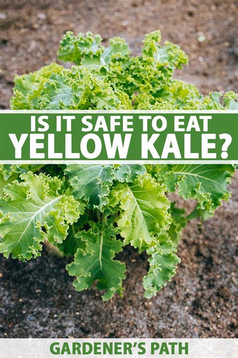 Can You Eat Kale That Has Turned Yellow Gardener S Path