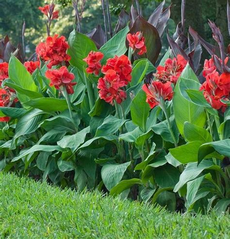 Cana Bulbs: The Ultimate Guide to Growing and Caring