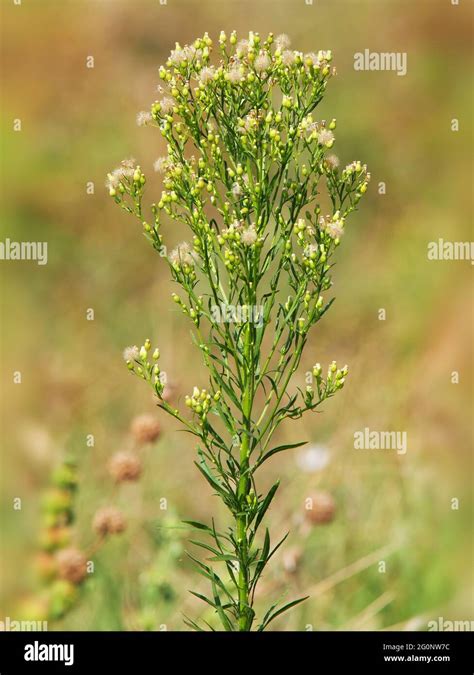 Discover the Secrets of Canadian Horseweed Control: Effective Strategies Revealed