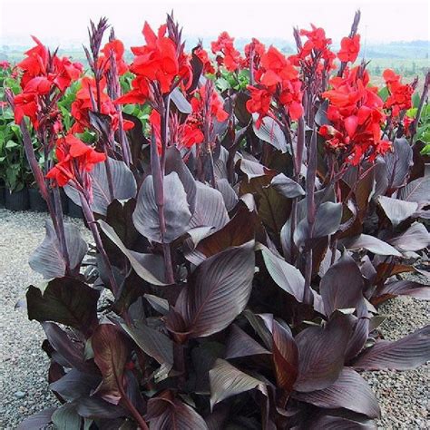 Brighten Your Garden with Stunning Canna Lily Bulbs Tips