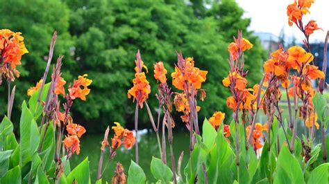 Canna Lily Guide How To Grow And Care For Canna Bulbs