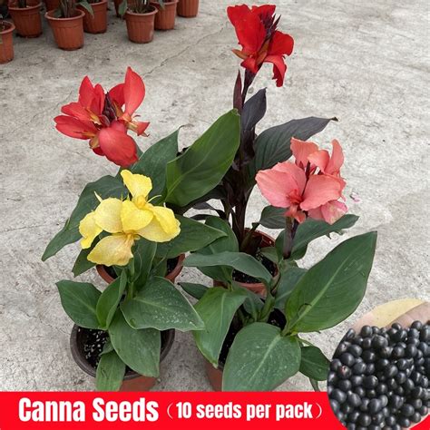 Canna Seeds For Sale