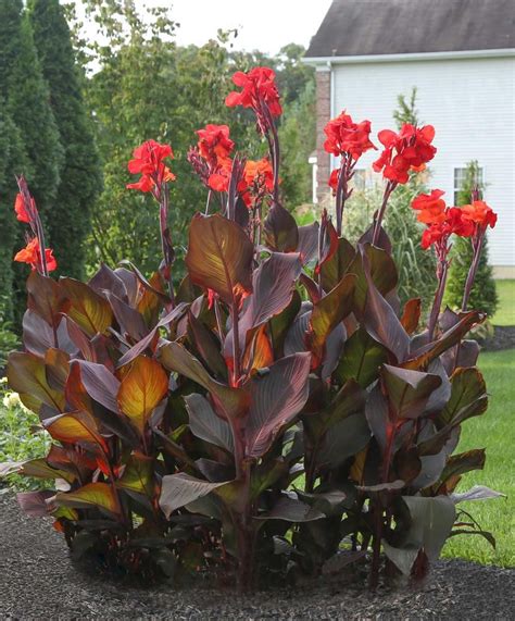Cannas Bulbs: The Ultimate Guide to Growing Vibrant, Tropical Flowers