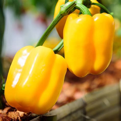 Capsicum Yellow Bell Seeds The Seed Collection