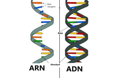 Care Este Diferen A Dintre Adn I Arn Bine Explicat Totcum Com