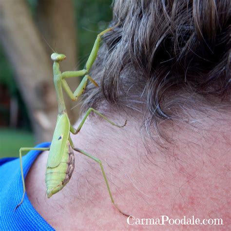 Carma Poodale Ww Praying Mantis Facts And Myths