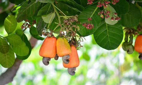 Cashew A High Profitability Versatile Crop Best Practices Uses And Market Wikifarmer