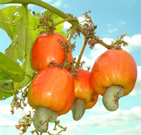 Cashew Fruit
