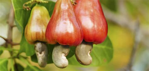 Cashew Nut Fruit Stock Photo Image Of Organic Apple 25668742