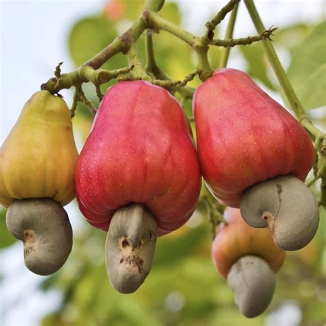 Cashew Nut With Fruit