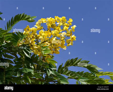 Cassia Javonica Hi Res Stock Photography And Images Alamy