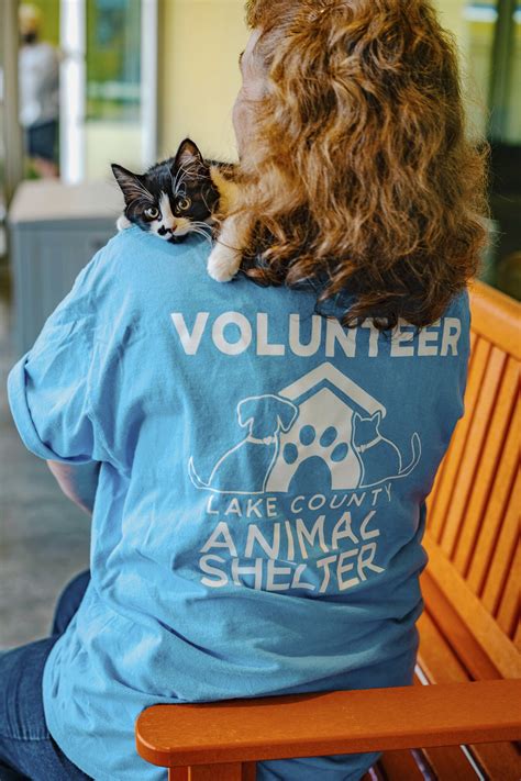 Cat Shelter Volunteer