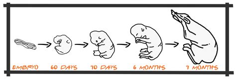 Cattle Fetal Programming Development Your Profitability Riomax 360