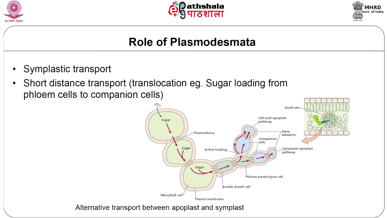 Cell Junctions Plant Cell Walls And Plasmodesmata Youtube