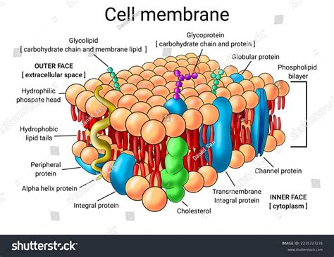 Cell Membrane Diagram Labeled