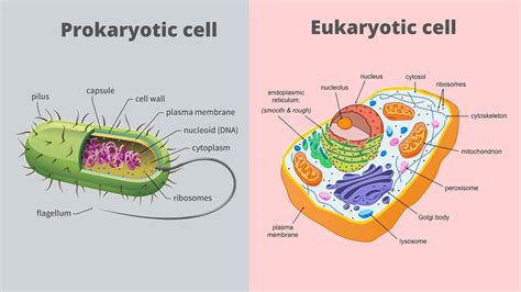 Cell Membrane Of Prokaryotic Cell And Eukaryotic Cell Science Query