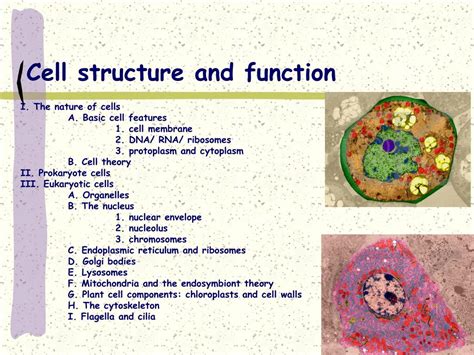 Cell Structure And Function Ppt Video Online Download