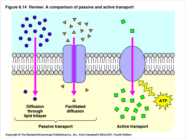 Cell Transport Ninth Grade Biology