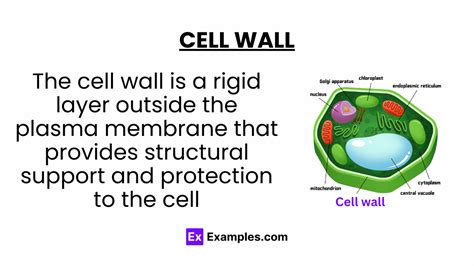 Cell Wall Definition Properties Structure Layers And Functions
