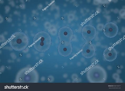 Cells Dividing By Osmosis Cells Multiplication Stock Illustration