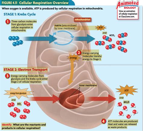 Cellular Locations Of The Four Stages Of Cellular Respiration Mastering Cellular Locations Of The Four Stages Of Cellular Respiration Mastering