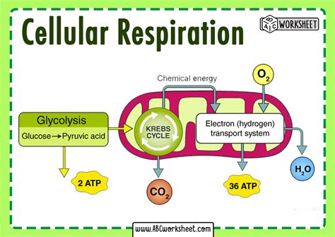 Cellular Respiration Cell Processes