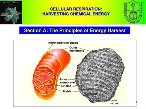 Cellular Respiration Harvesting Chemical Energy Ppt Download