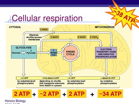 Cellular Respiration Honors Biology Section 1 Ppt Download