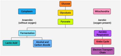Cellular Respiration In Plants Animals Process Diagram Studiousguy Cellular Respiration In Plants Animals Process Diagram Studiousguy