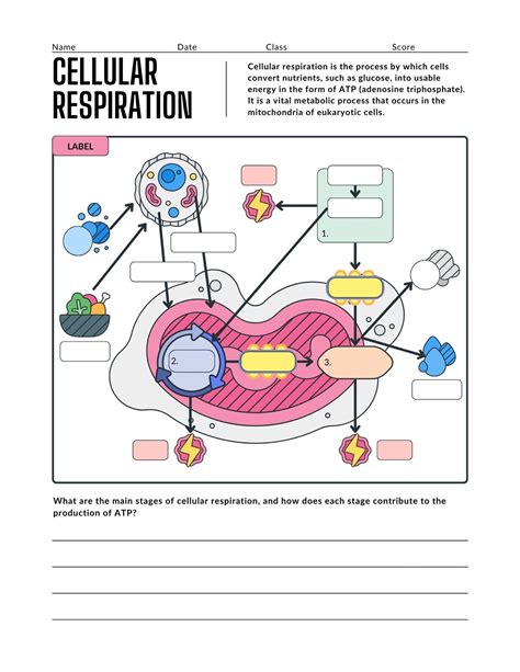 Cellular Respiration Interactive Worksheet Topworksheets Cellular Respiration Interactive Worksheet Topworksheets