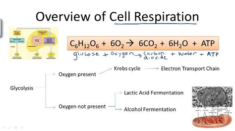 Cellular Respiration Read Biology Ck 12 Foundation Cellular Respiration Read Biology Ck 12 Foundation